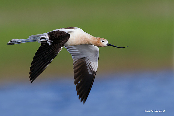 American Avocet - AVCT00729