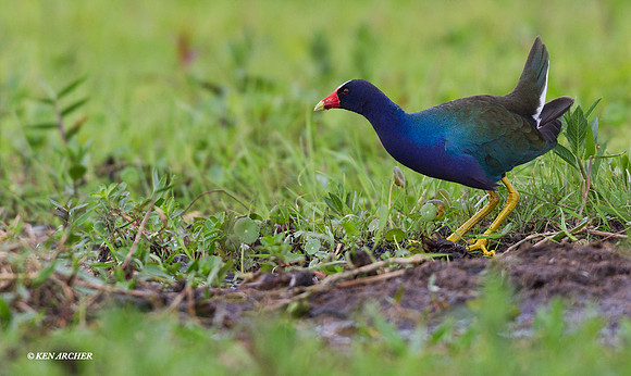 Purple Gallinule ARWF00175