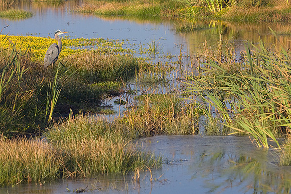 GBHN00294-Great-Blue-Heron