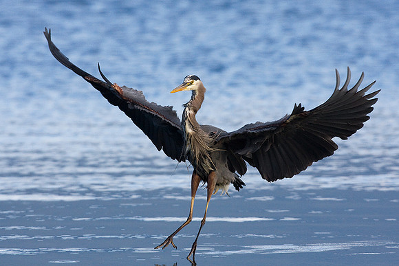 GBHN00785-Great-Blue-Heron