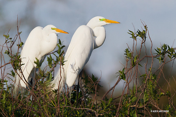 Great Egret ARSB00340