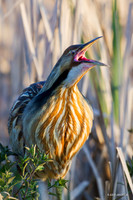 AB00926 American Bittern