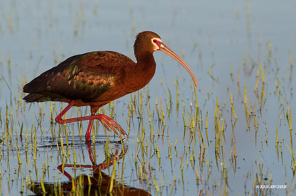 WFIS00886 - Wite-faced Ibis