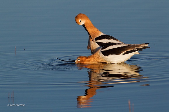 AVCT01625 - American Avocet