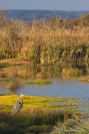 GBHN00301-Great-Blue-Heron