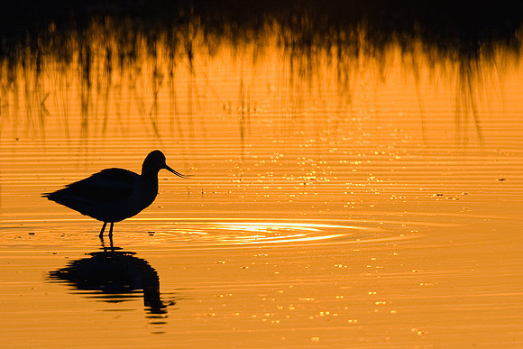 AVCT00203-American-Avocet