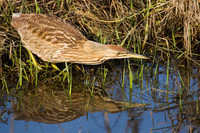 AB00133-American-Bittern
