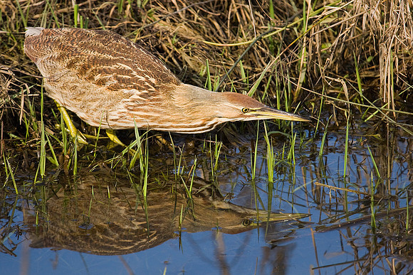AB00133-American-Bittern