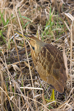 AB00354-American-Bittern