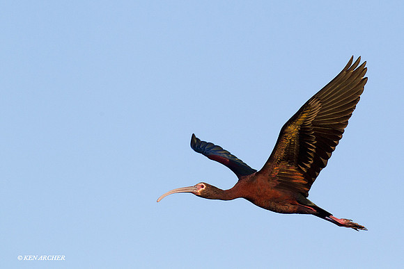 WFIS00595 White-faced Ibis