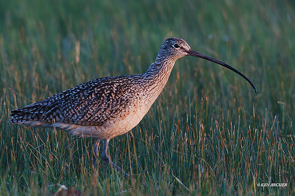 CRLW00522 Curlew