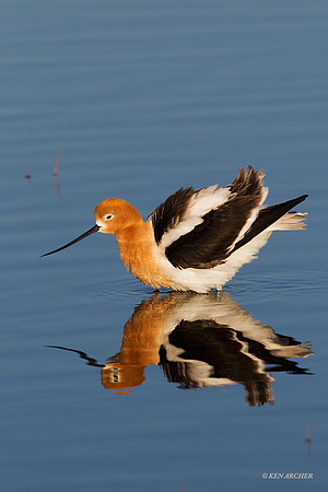 AVCT01717 - American Avocet