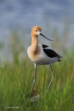 AVCT00712 American Avocet