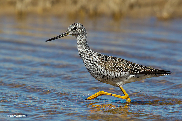 Greater Yellowlegs - GRYL00168