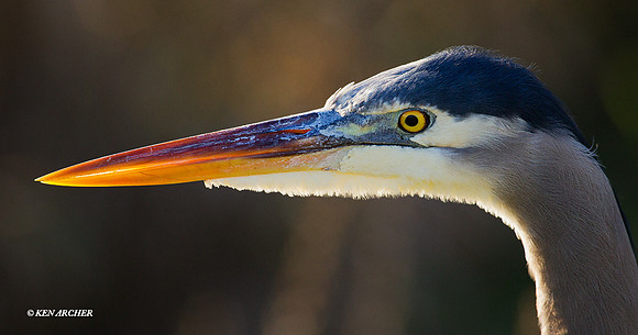 GBHN01212 Great Blue Heron