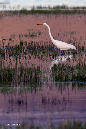 GE00517 Great Egret