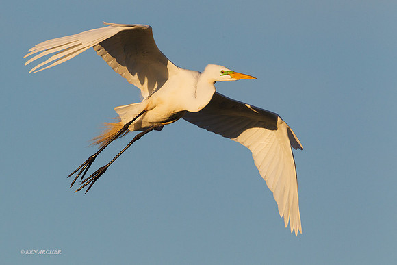 Great Egret - ARSB00061