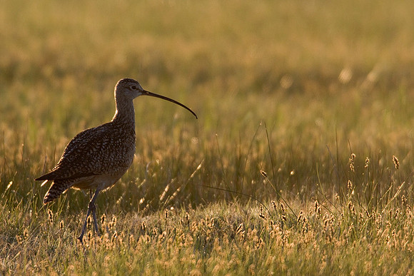 CRLW00136-Curlew