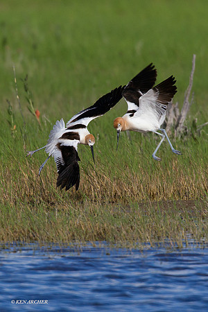 AVCT00713 American Avocet