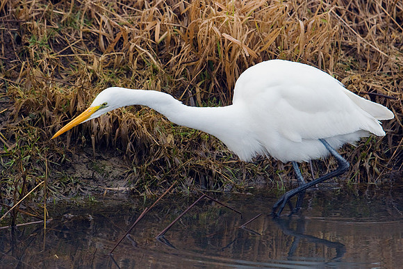 GE00080-Great-Egret