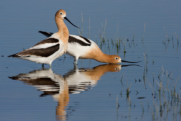 American Avocet Pair - AVCT00350