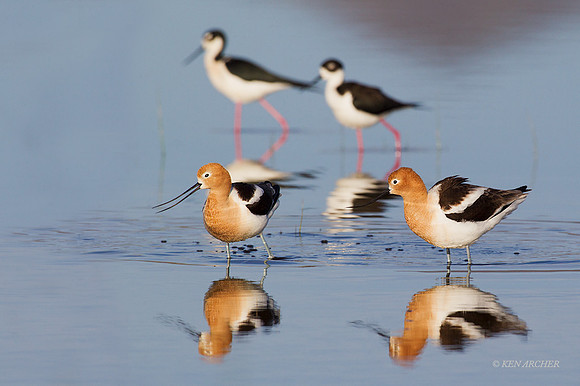 AVCT02215 American Avocet