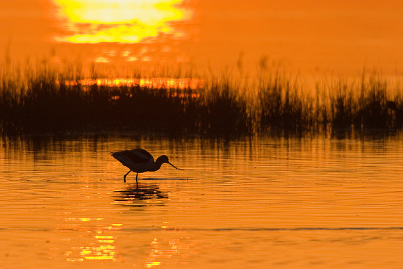 AVCT00143-American-Avocet