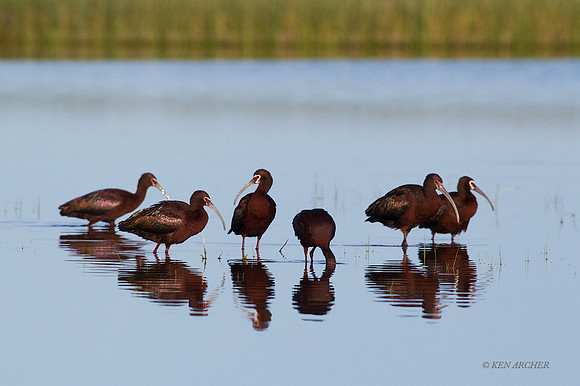 WFIS01141 - White-faced Ibis