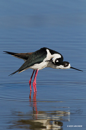 BNST00716 Black-necked Stilt