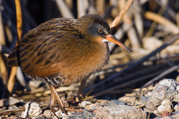 VR00011-Virginia-Rail