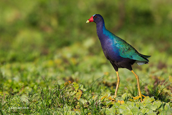 Purple Gallinule - ARSB00328