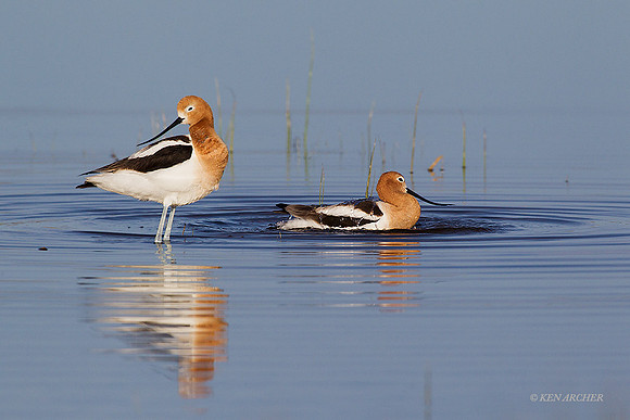 AVCT02274 - American Avocet