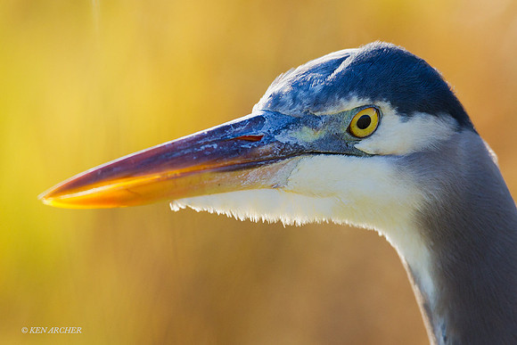 GBHN01186 - Great Blue Heron