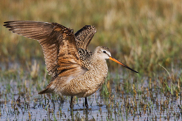 MDGW00080-Marbled-Godwit