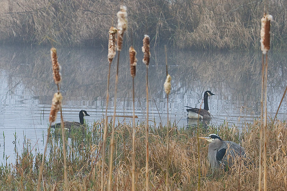 GBHN00436-Great-Blue-Heron