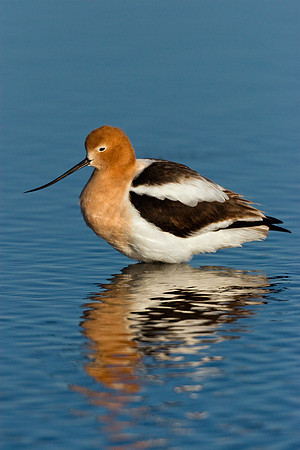 AVCT00043-American-Avocet