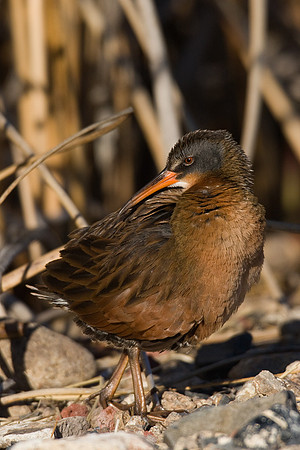 VR00033-Virginia-Rail