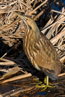 AB00400-American-Bittern