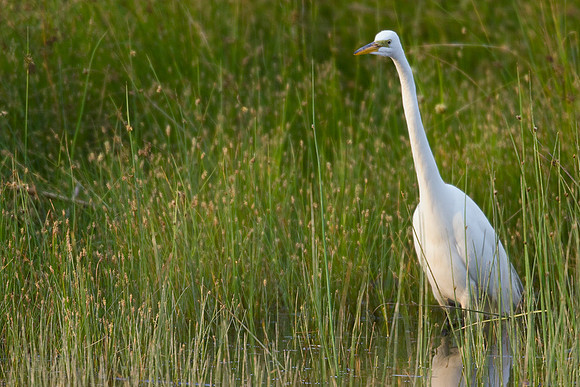 GE00062-Great-Egret