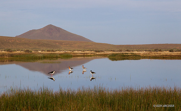 BNST01360 - Black-necked Stilt