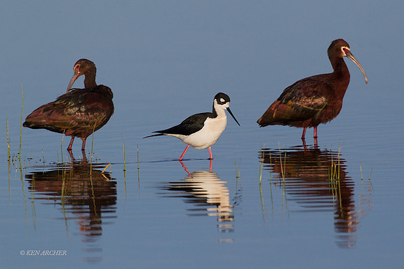 WFIS01034 - Black-necked Stilt & White-faced Ibis