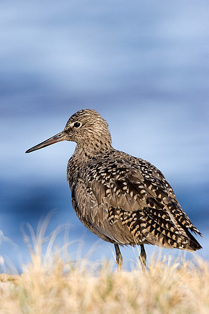 WLT00006-Willet