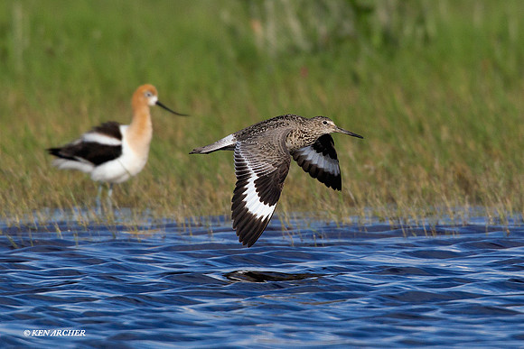 WLT00096 Willet
