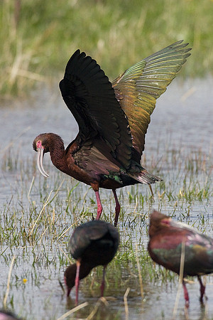 WFIS00339-White-faced-Ibis
