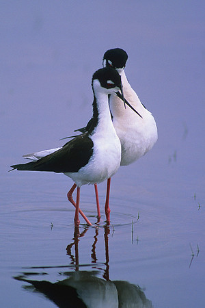 BNST342621 Black-necked stilts, courtship display