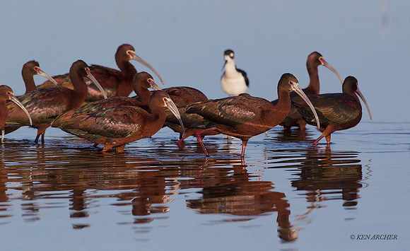 WFIS01003 - White-faced Ibis