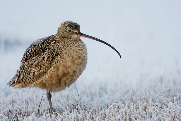 CRLW00115-Curlew