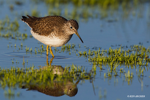 SYSP00106 Solitary Sandpiper