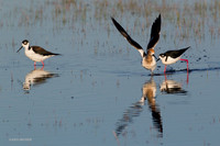 AVCT01784 - American Avocet