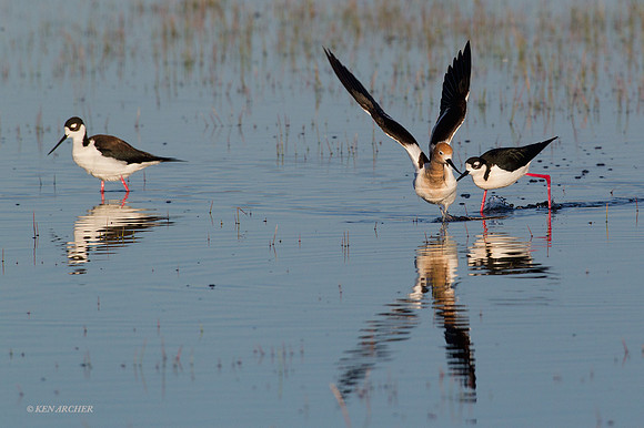 AVCT01784 - American Avocet